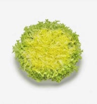 INDIVIA RICCIA